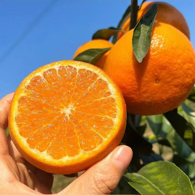 正宗云南爆甜沃柑水果新鲜应季当季橘子桔子整箱包邮蜜桔蜜橘现摘