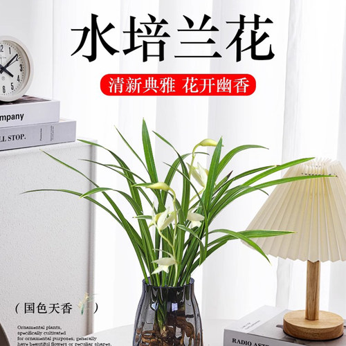 水培植物素心兰花盆栽建兰室内好养耐寒浓香兰草名贵花卉夏带花苞 - 图2