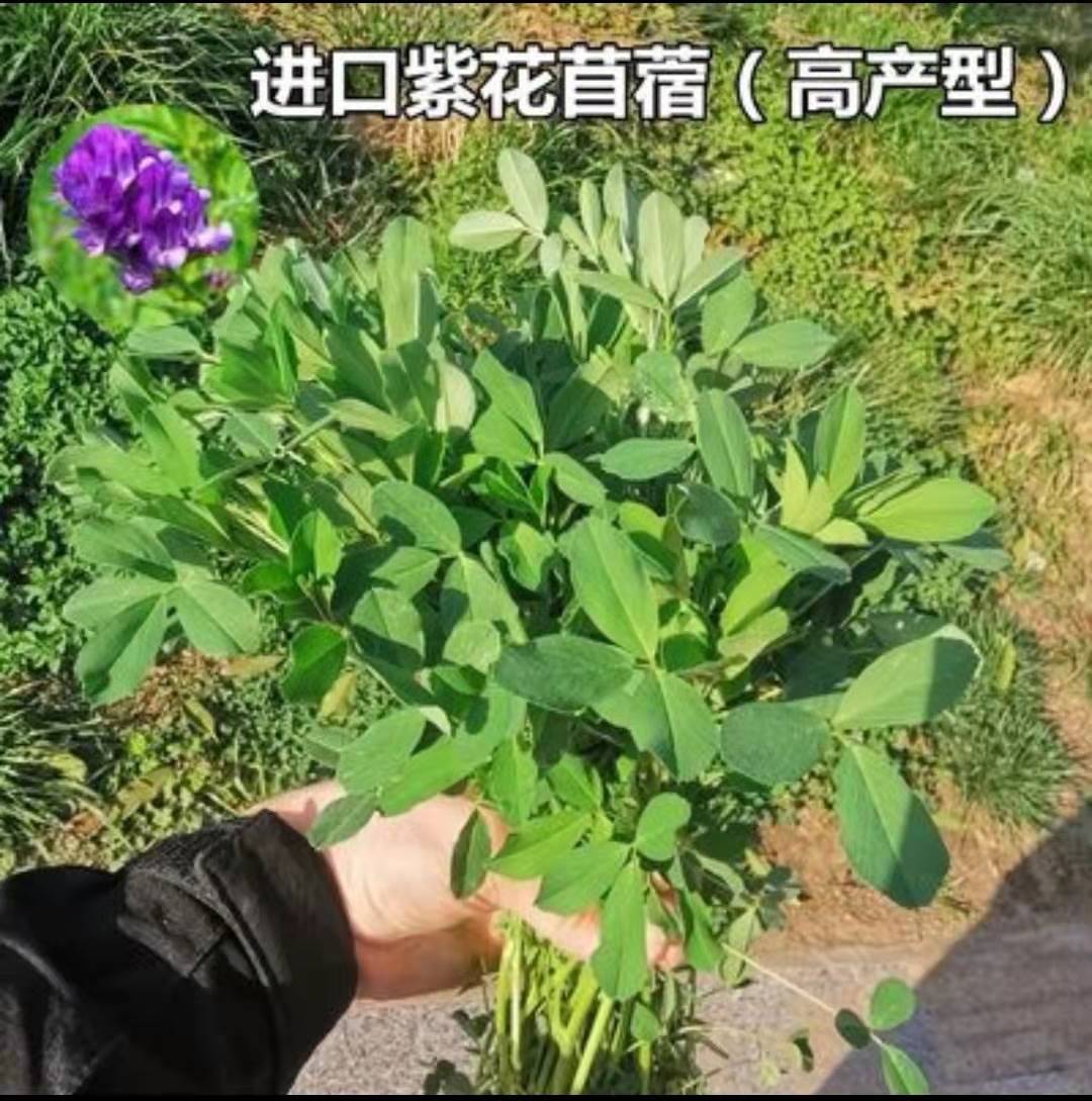 紫花苜蓿草种籽四季喂猪免鱼草籽种植牧草种子孑食用播种高产 - 图0