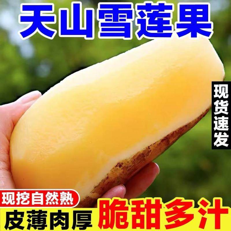 云南天山雪莲果高原脆甜当季现挖新鲜水果清甜多汁雪莲果整箱10斤,淘宝优惠券,粉丝福利购,淘宝优惠卷