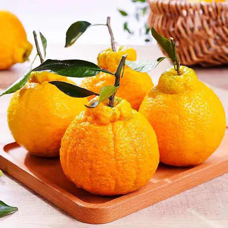 四川高山丑橘不知火橘新鲜水果当季现摘甜桔子耙耙柑桔橘子生鲜