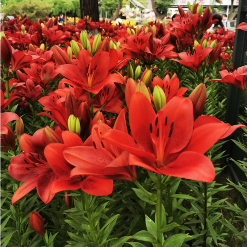 香水百合花盆栽带花苞精品种球带芽耐寒绿植室内净化空气植物阳台 - 图2