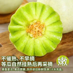 山东单县玉菇甜瓜4.5斤