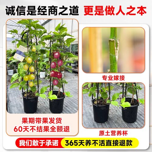 特大百香果苗钦蜜9号黄金百香果树广西嫁接苗四季盆栽芒果芭乐 - 图2