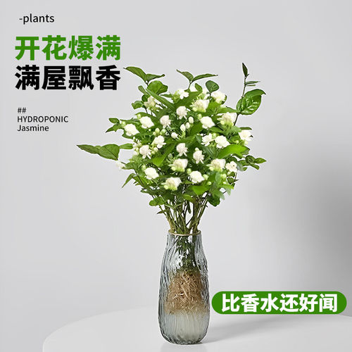 水培茉莉花带花苞盆栽四季开花室内水养植物办公室桌面好养活花卉 - 图1