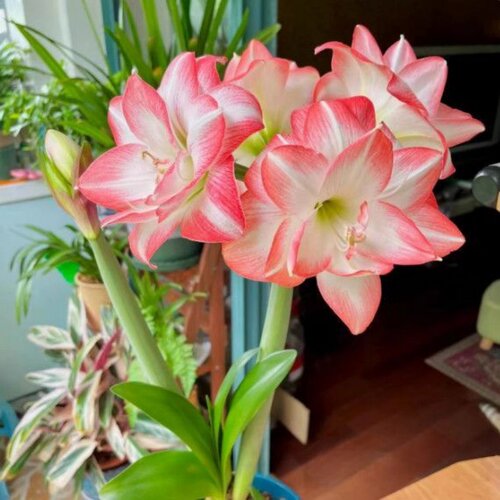 正品特大朱顶红四季开花自然开花客厅办公装饰品重瓣阳台花孔雀 - 图2