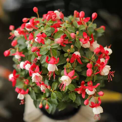 四季倒挂金钟盆栽吊钟海棠藤本灯笼花带花发垂吊室内庭院花苗 - 图2