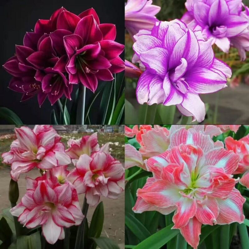 【新品重瓣朱顶红种球】朱顶红四季开花庭院阳台盆栽重瓣植物室内