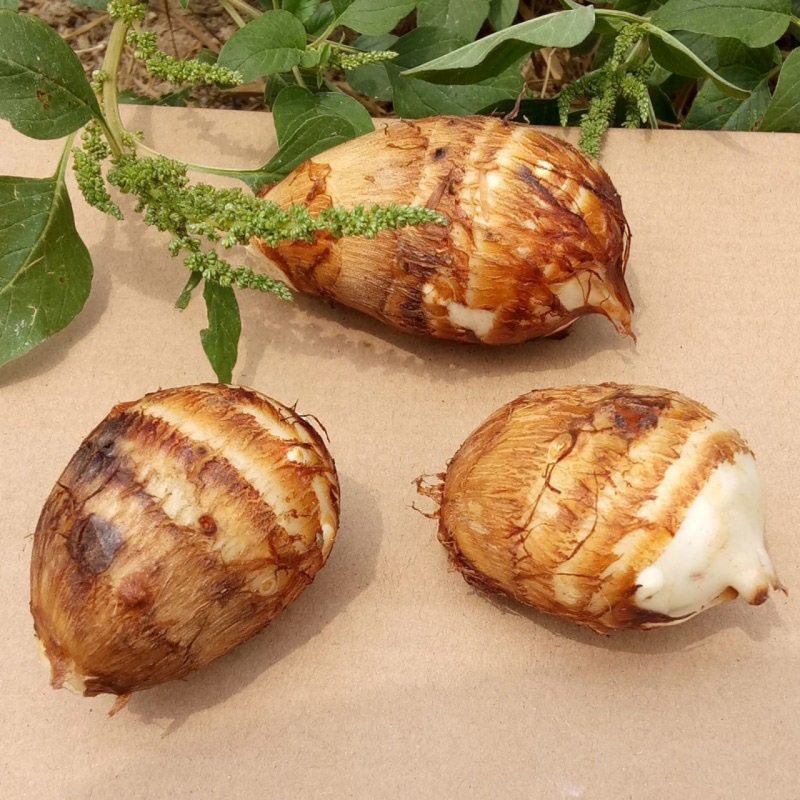 新品牛奶小芋头10斤整箱毛芋头现挖应季蔬菜香芋芋艿批发小芋头,淘宝优惠券,粉丝福利购,淘宝优惠卷