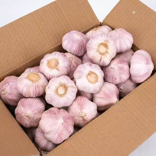 山东金乡原产地直发大蒜当季大蒜头干货炒菜调味辛辣味浓郁 - 图3