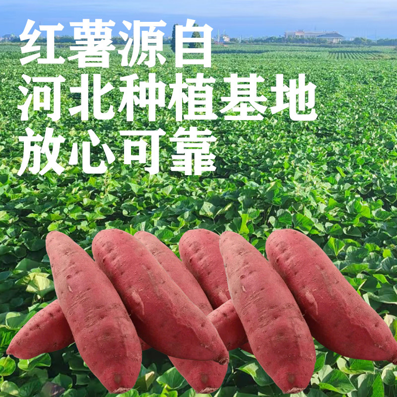 毅子兮纯手工红薯粉条500gX2袋凉拌菜酸辣粉粉丝干货河北红薯粉条,淘宝优惠券,粉丝福利购,淘宝优惠卷