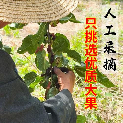 正宗桑葚酒果酒男士高度酒米香型白酒浸泡酒微醺0添加粮食酒甜酒 - 图1