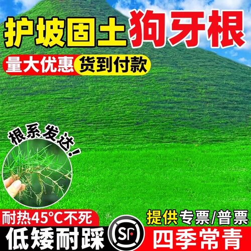 草坪草籽黑麦草子牙根青草皮草籽马尼拉草种籽庭院植物护坡高羊茅 - 图1