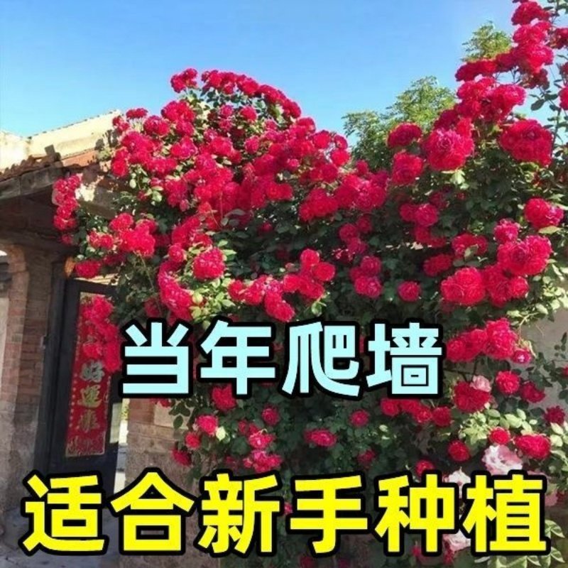 爬藤月季老桩四季开花蔷薇花苗大花浓香盆栽玫瑰藤本花卉,淘宝优惠券,粉丝福利购,淘宝优惠卷
