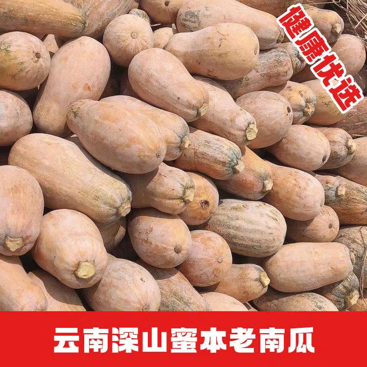 糯甜云南高原高山老南瓜宝宝辅食农村自种当季现摘蔬菜小南瓜食品 - 图2