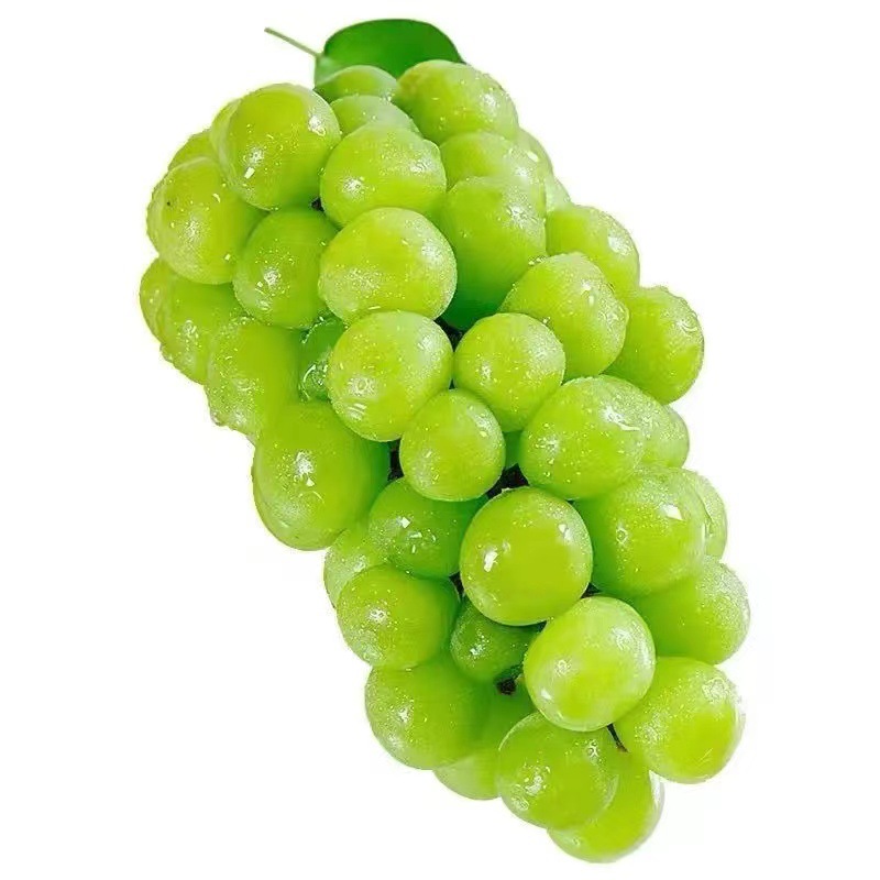 山东日照阳光玫瑰健康水果孕妇小孩都爱吃现摘现发口口满足超甜 - 图3