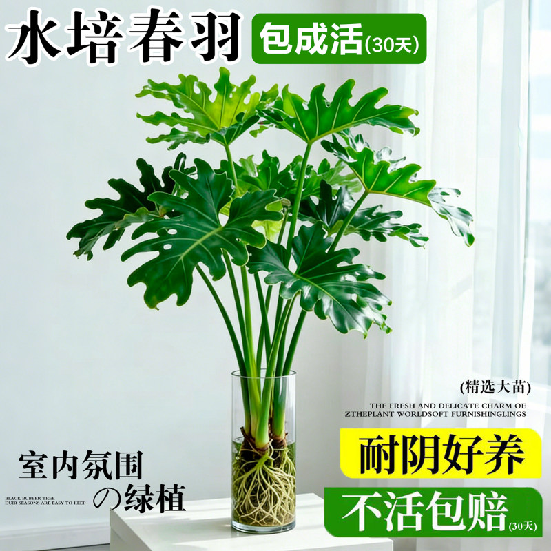 春羽龟背竹水培植物室内盆栽客厅办公室桌面绿植花卉大叶水养家里
