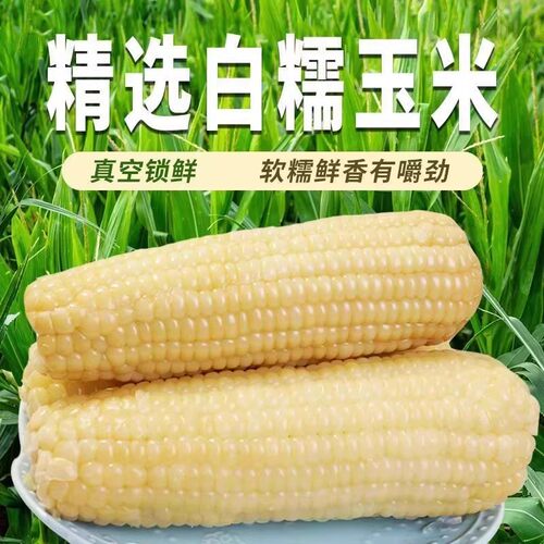 东北白糯玉米香甜拉丝粗粮独立包装甜糯玉米白玉米新鲜香糯外出 - 图2