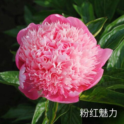 重瓣芍药花带芽根块阳台庭院耐寒四季盆栽花卉春季开花勺药 - 图2