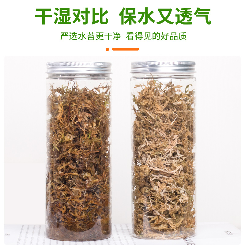 干苔藓水苔青苔兰花蝴蝶兰石斛种植专用营养土乌龟垫材养花鲜活 - 图2