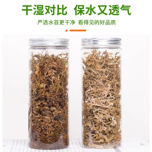 干苔藓水苔青苔兰花蝴蝶兰石斛种植专用营养土乌龟垫材养花鲜活-图2