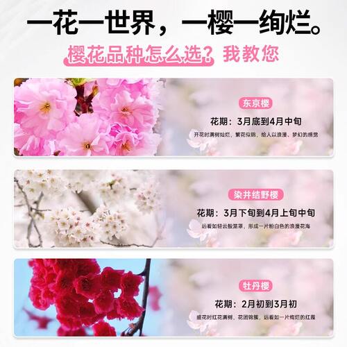 樱花树苗庭院大树日本晚樱种植花卉盆栽风景树吉野八重樱开花带花 - 图3