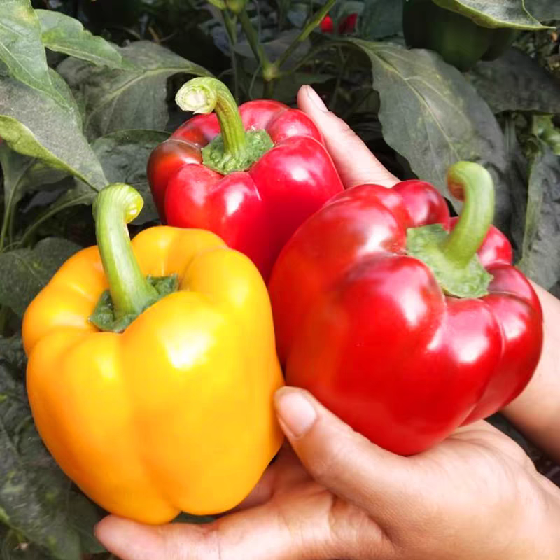 山东现摘现发甜彩椒菜椒新鲜不辣灯笼椒可生吃水果椒柿子彩椒生吃,淘宝优惠券,粉丝福利购,淘宝优惠卷