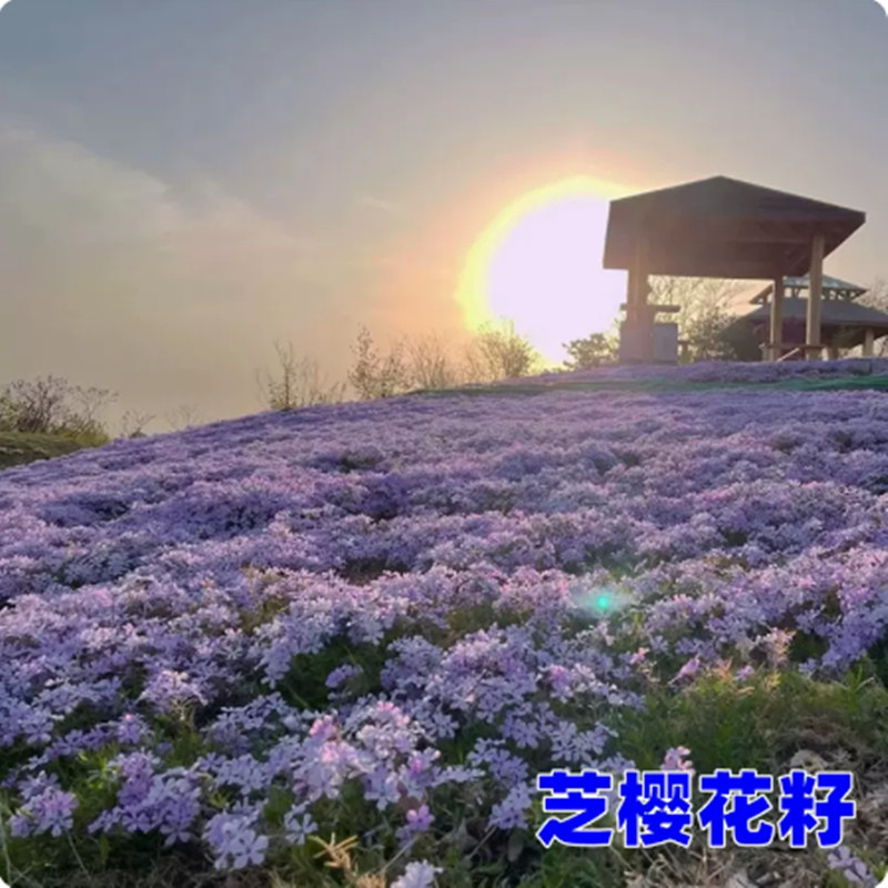 芝樱花种子花籽花种四季室外见土就活种孑种植开花播种庭院虞美人 - 图0