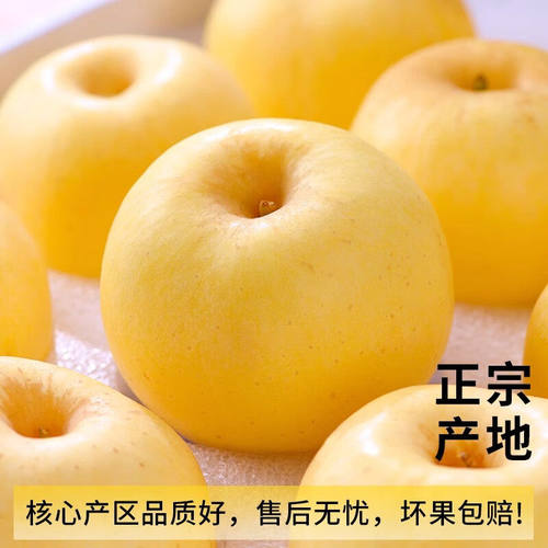 山东烟台黄金奶油富士苹果新鲜水果当季整箱维纳斯10斤大产地直发 - 图3