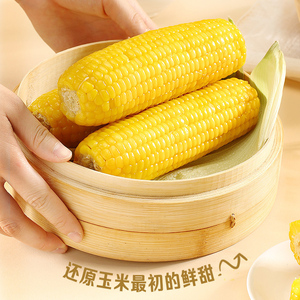 东北黄糯甜玉米10支（整箱2200g）