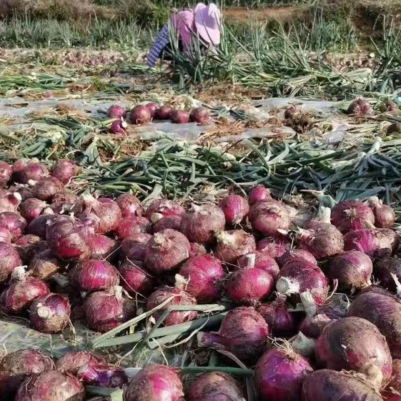 紫皮洋葱5斤整箱 农家现挖脆嫩少辣 炒菜凉拌当季鲜蔬,淘宝优惠券,粉丝福利购,淘宝优惠卷