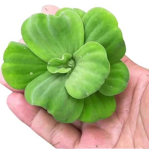 养鱼鱼缸绿植花卉造景古法缸水生浮萍水培水芙蓉增氧水草植物水质 - 图3