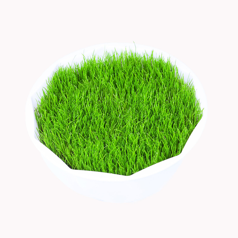 草坪草籽四季常青护坡狗牙根马尼拉地毯草孑绿化黑麦草皮种子矮生