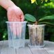 Transparent for Phalaenopsis | Over 4,500 repeat customers