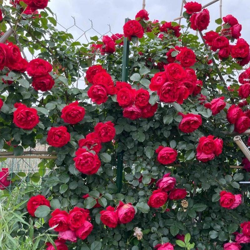 1米6特大蔷薇花苗藤本月季庭院四季种爬藤植物盆栽花卉玫瑰月季花,淘宝优惠券,粉丝福利购,淘宝优惠卷
