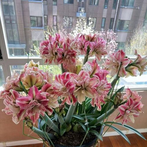 【鸿运当头】朱顶红盆栽年宵花卉室内阳台花开耐寒耐热耐活多年生 - 图1