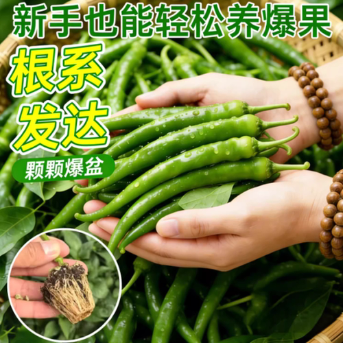 椒秧苗小辣椒朝天椒螺丝椒金条椒大全种籽阳台开花高产不辣薄皮 - 图0