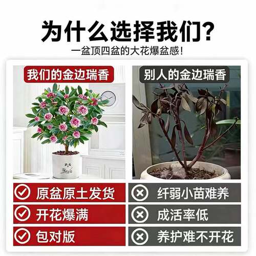 金边瑞香盆栽浓香型带花苞室内客厅阳台耐寒老桩大苗好养花卉植物 - 图0