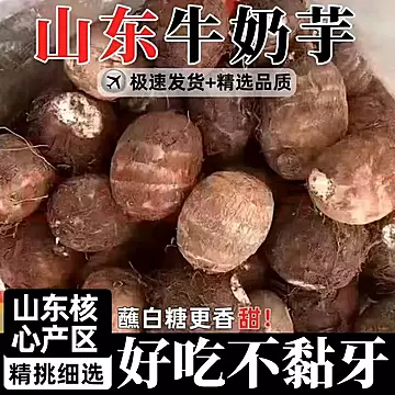 下拉金币13.66！山东新鲜现挖牛奶小芋头5斤[6元优惠券]-寻折猪