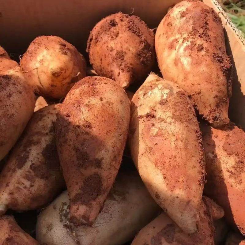 云南天山雪莲果高原脆甜当季现挖新鲜水果清甜多汁雪莲果整箱10斤,淘宝优惠券,粉丝福利购,淘宝优惠卷