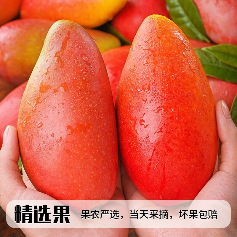 3斤正宗贵妃芒新鲜芒果