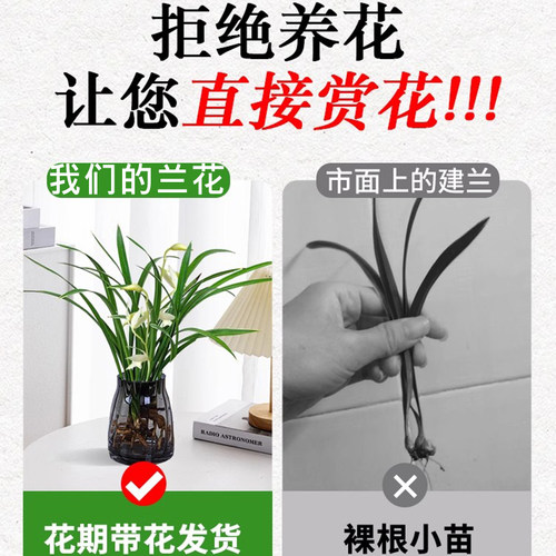 水培植物素心兰花盆栽建兰室内好养耐寒浓香兰草名贵花卉夏带花苞 - 图3