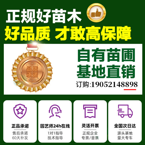 小叶黄杨树苗瓜子黄杨苗法国冬青苗大叶冬青庭院四季常青耐寒种植 - 图3