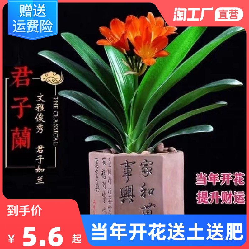 精品君子兰盆栽绿植花卉植物当年开花四季常青室内圆头和尚大小苗