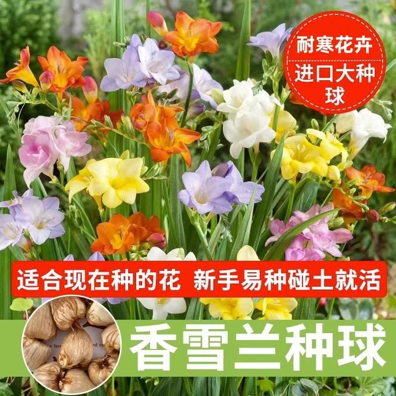 重瓣香雪兰种球盆栽四季开花植物百合花卉小苍兰郁金香大种球鲜花