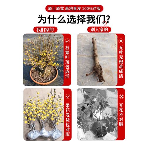 腊梅花树苗盆栽耐寒庭院老桩红梅花卉盆景冬季带花苞室内室外开花 - 图0