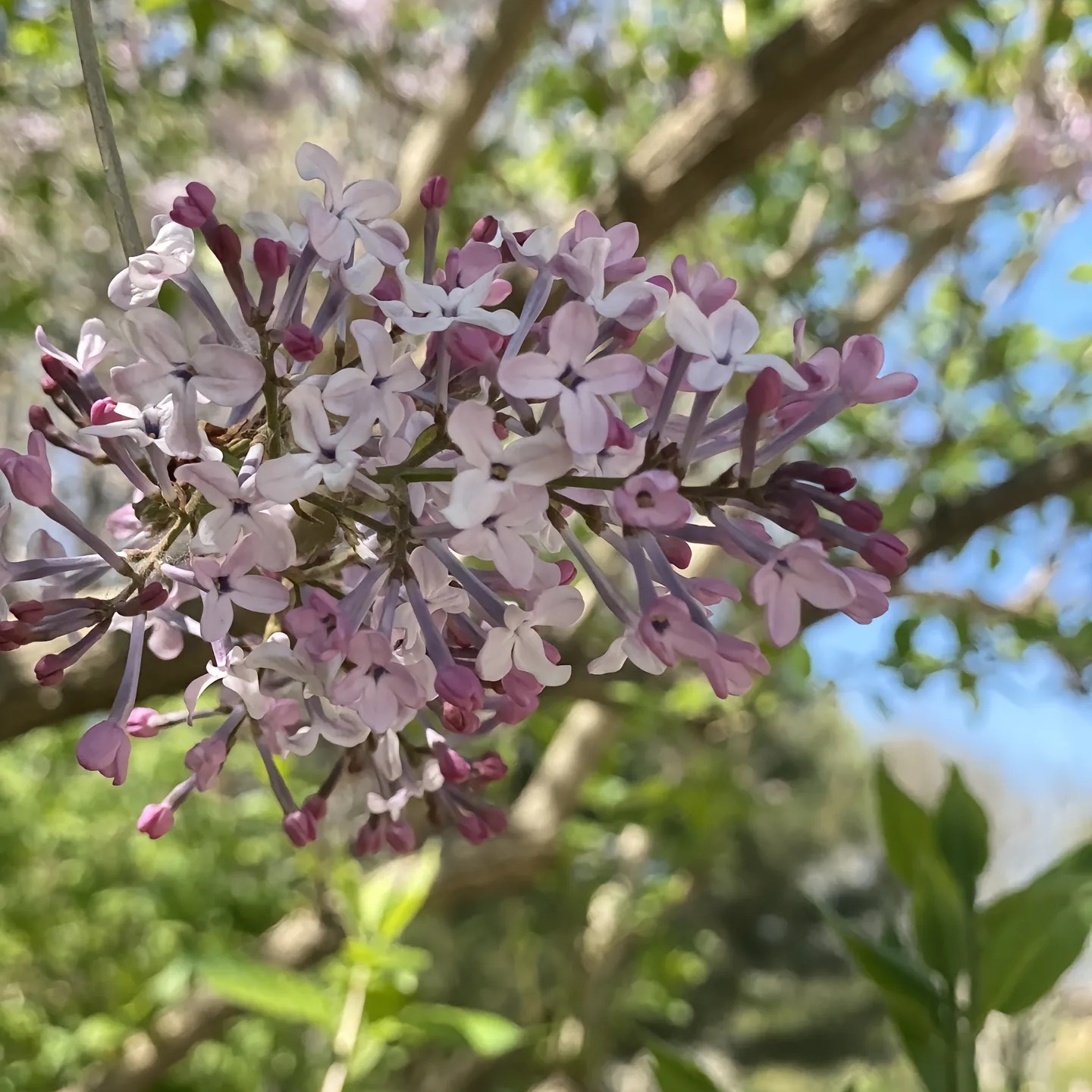 欧洲丁香花树苗盆栽小苗花卉耐寒阳台庭院绿植物花苗客厅独杆嫁接 - 图2