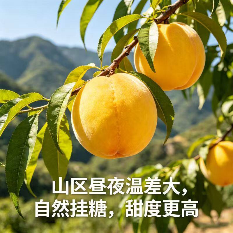山东蒙阴黄桃黄金桃新鲜水果软硬两吃水蜜桃毛桃子鲜甜锦绣黄桃