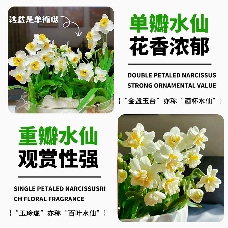 漳州水仙花带花苞种球根重瓣水培年宵花卉盆栽室内好养浓香绿植物,淘宝优惠券,粉丝福利购,淘宝优惠卷