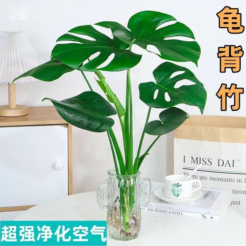 龟背竹盆栽老桩室内净化空气大叶客厅常青绿植水培植物多规格 - 图2
